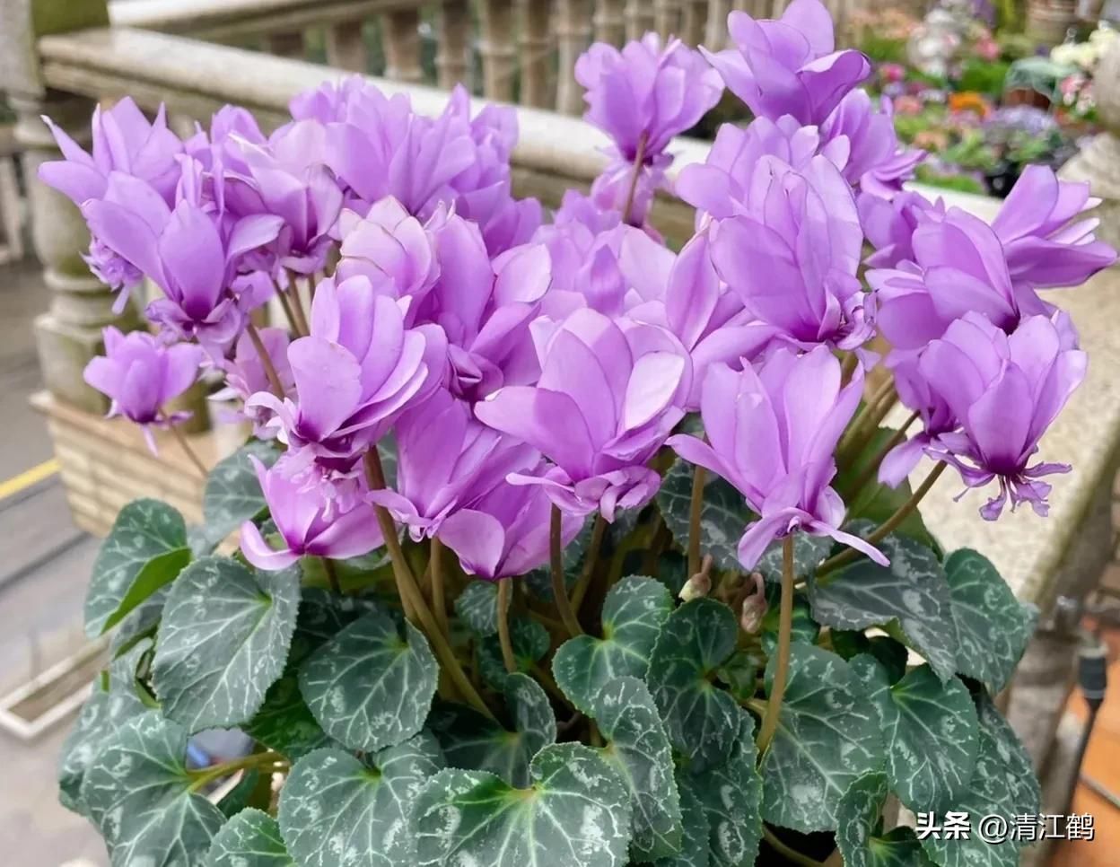 Dead cyclamen trees are strongly related to "four diseases", and it is
