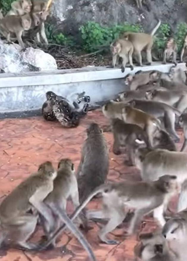 The python broke into the monkey group to prey and was surrounded by ...