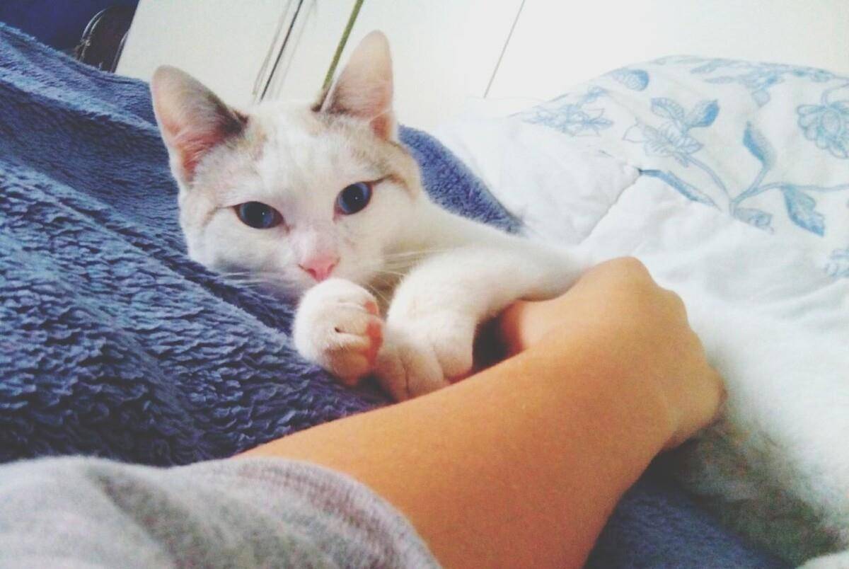 The reason why cats like to sleep next to their owners is not