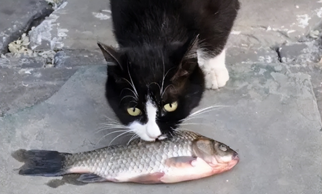 How easy and delicious is it to make fish for cats?Cats are also like