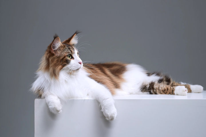 Pictures and names of foreign cat breeds - iMedia