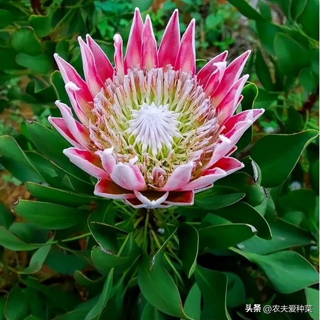 It is the "giant king" of flowers, one flower and one washbasin, beautiful and domineering when