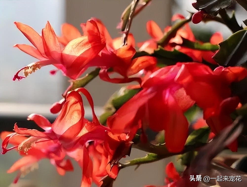 After the crab claw orchid blooms and loses flowers in spring, 2 actions are cruel to remind