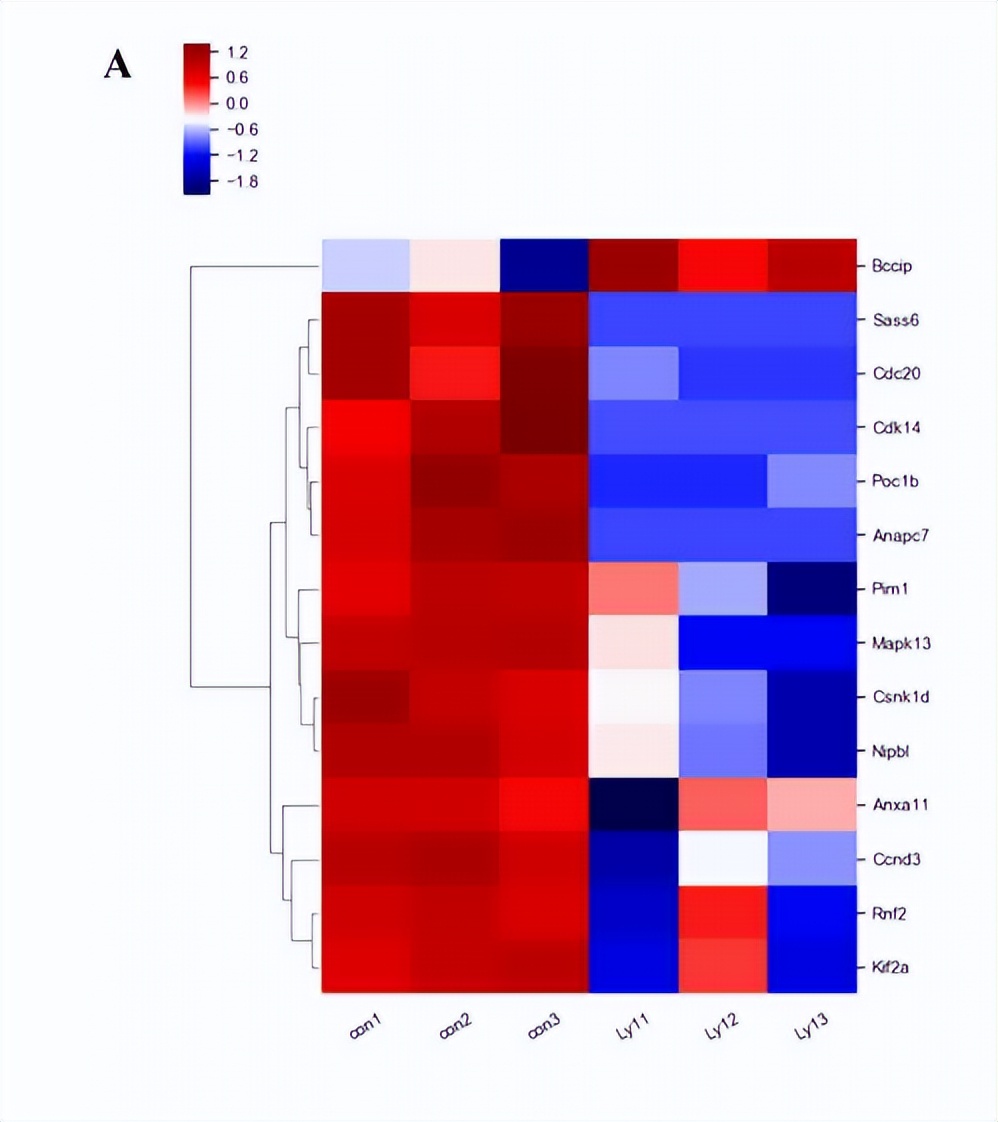 Transcriptomic analysis of neutrophil apoptosis induced by large B-cell lymphoma