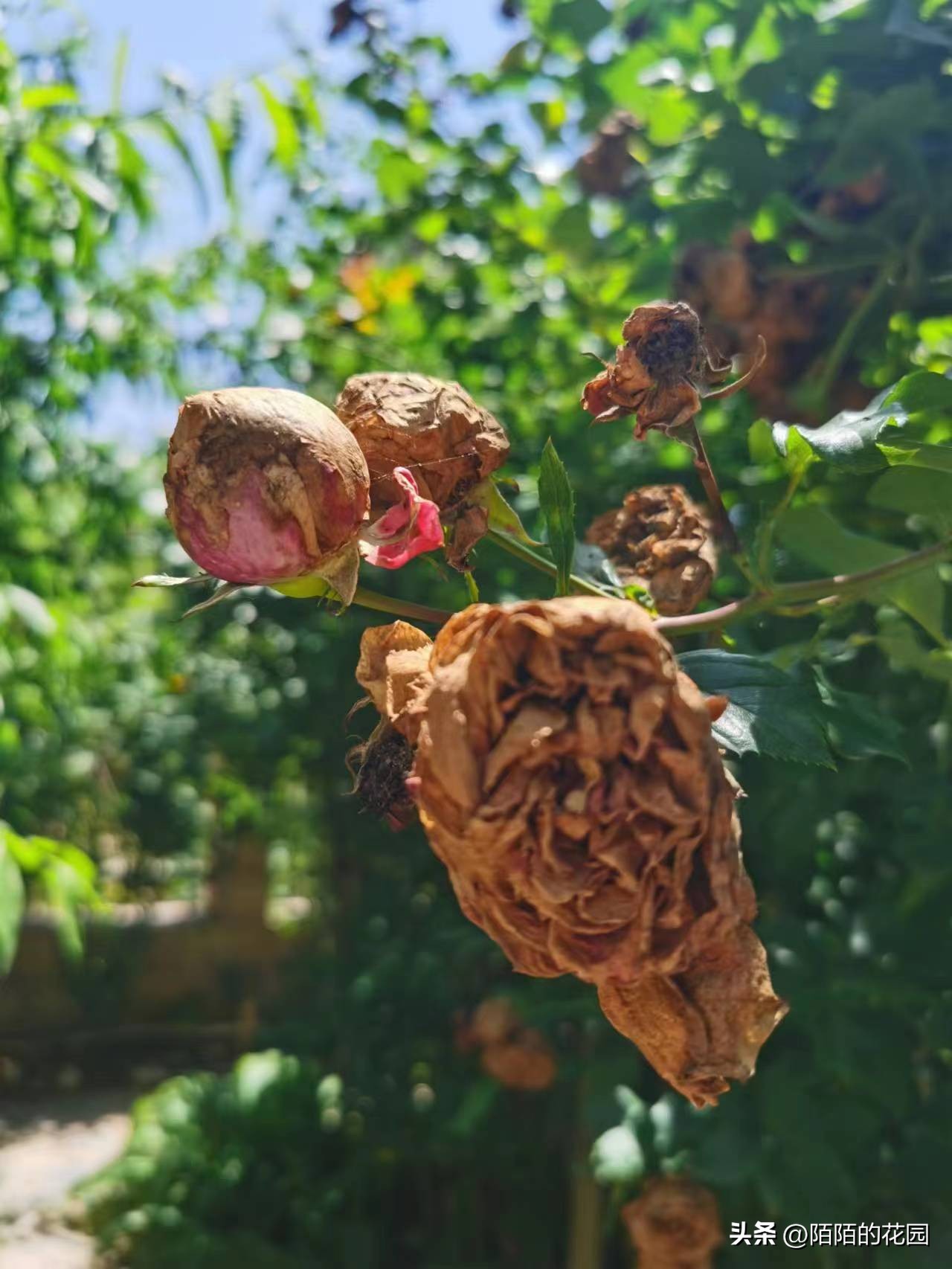 What to do if there is too much rain and the rose buds cannot be opened