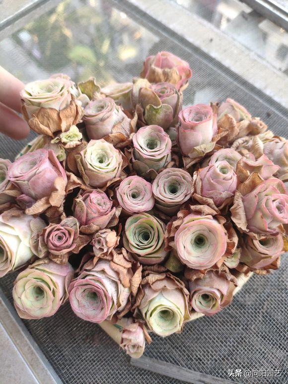 Mountain Roses Sas I like to grow mountain roses, so I must give enough water in spring ...