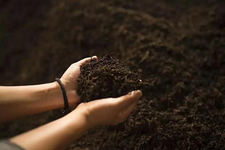 How does cooked tea "cooked"? iNEWS