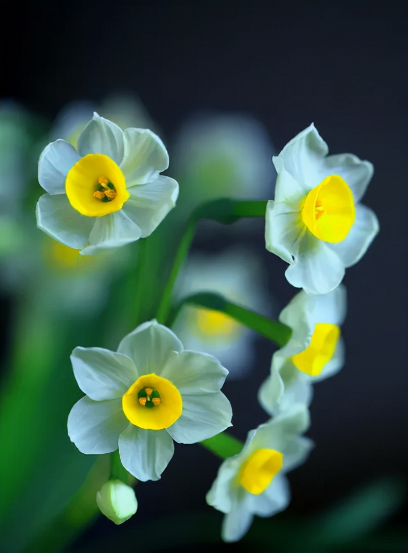 "Appreciation of Poetry" daffodils bloom to the new year