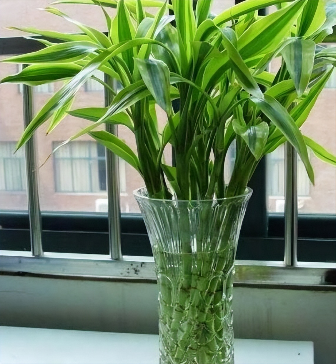 There are "5 kinds" of plants that love water the most. Water once a