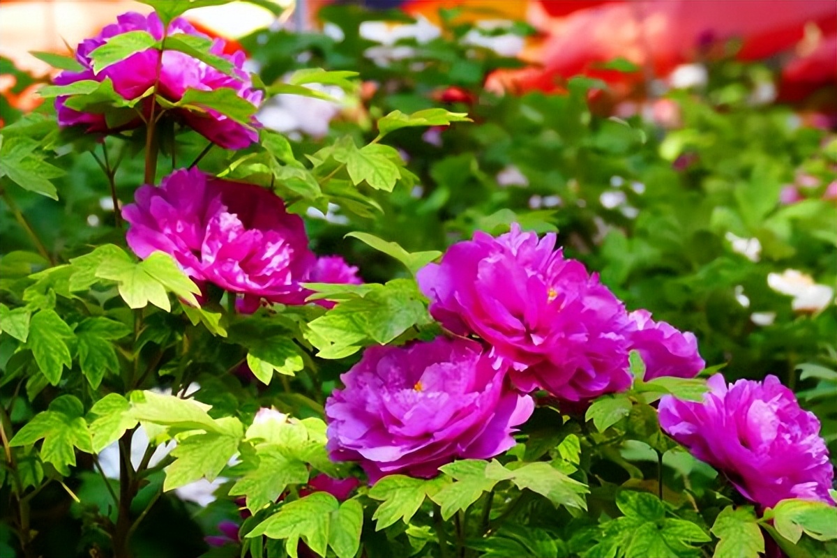 What peony gardens are there in the 2023 Luoyang Peony Culture Festival