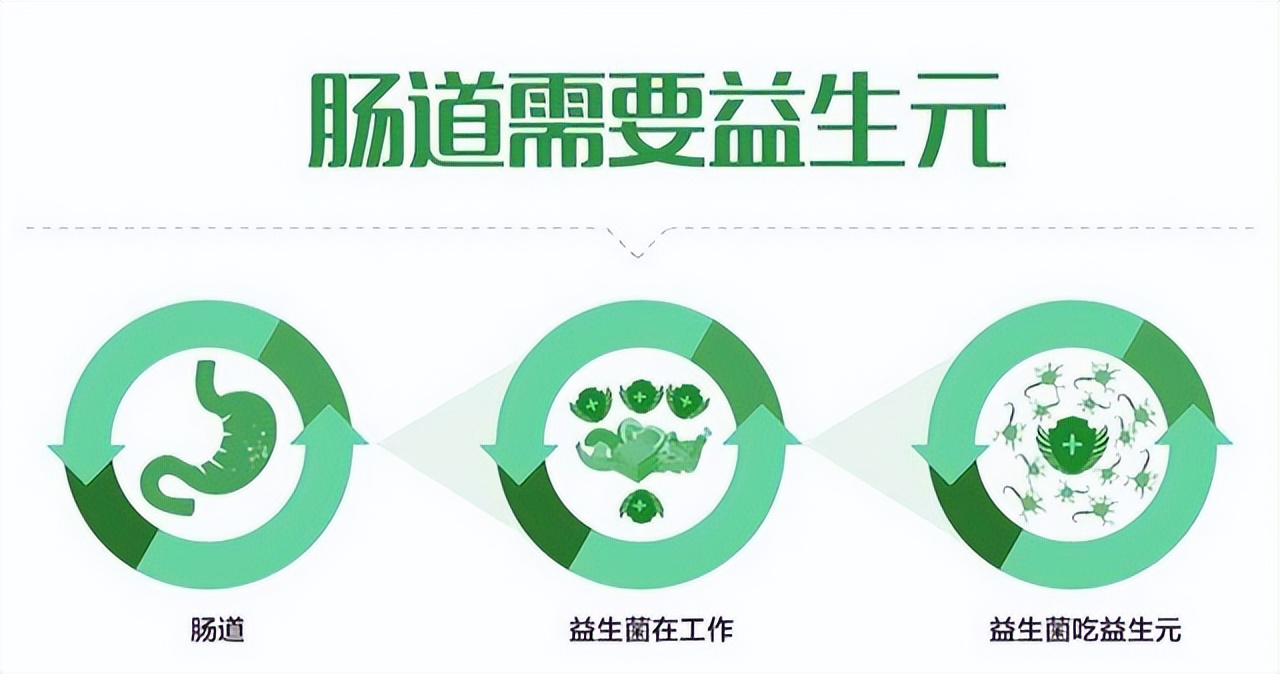 Prebiotic wine and gut health iNEWS