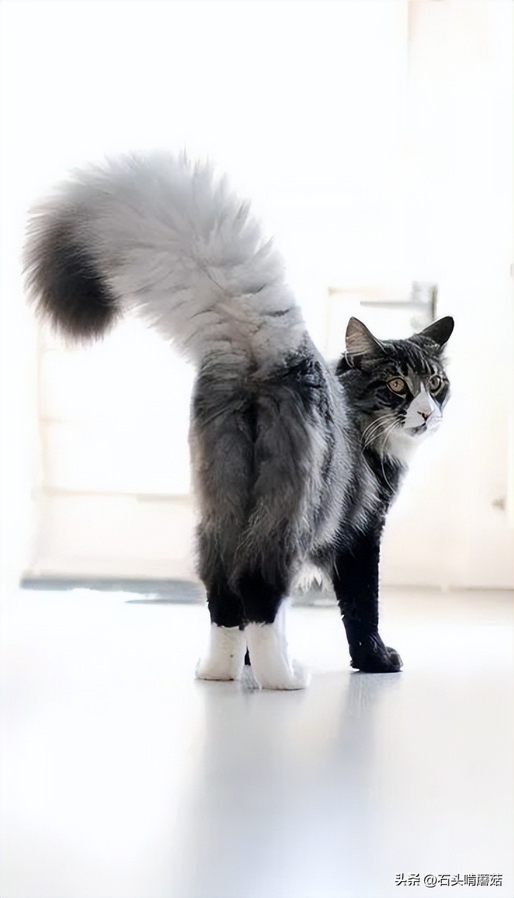 The different postures of the cat's tail represent different moods, do