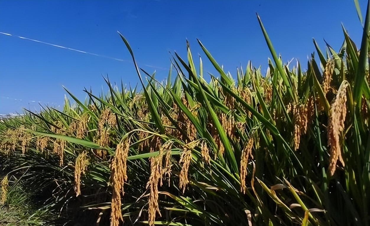 Oriental Magic Rice is making a comeback! Bamboo and rice are ...