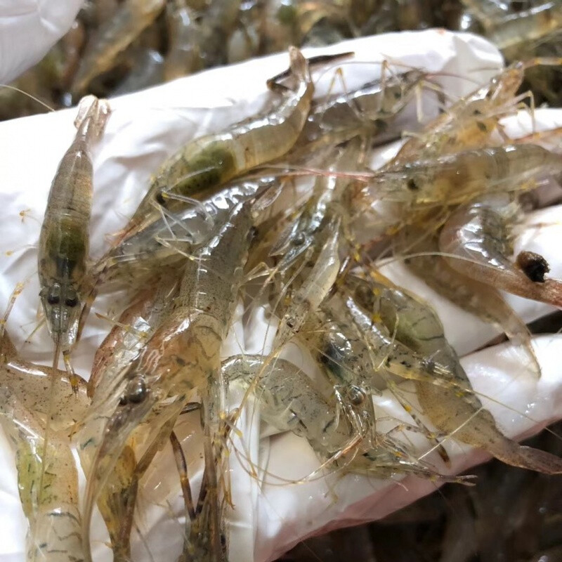 This kind of millet shrimp in rural water, the smaller the size, the ...