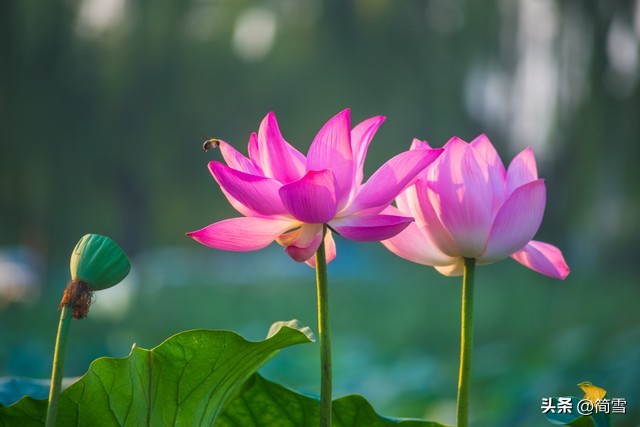 A poem by Bai Juyi, listening to cicadas on a summer night, is like a ...