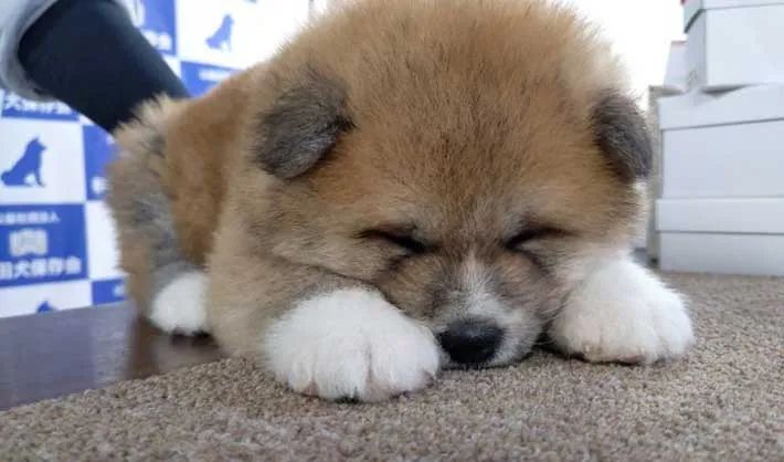 Netizens raised a new Akita baby, everyone looked at it and exclaimed