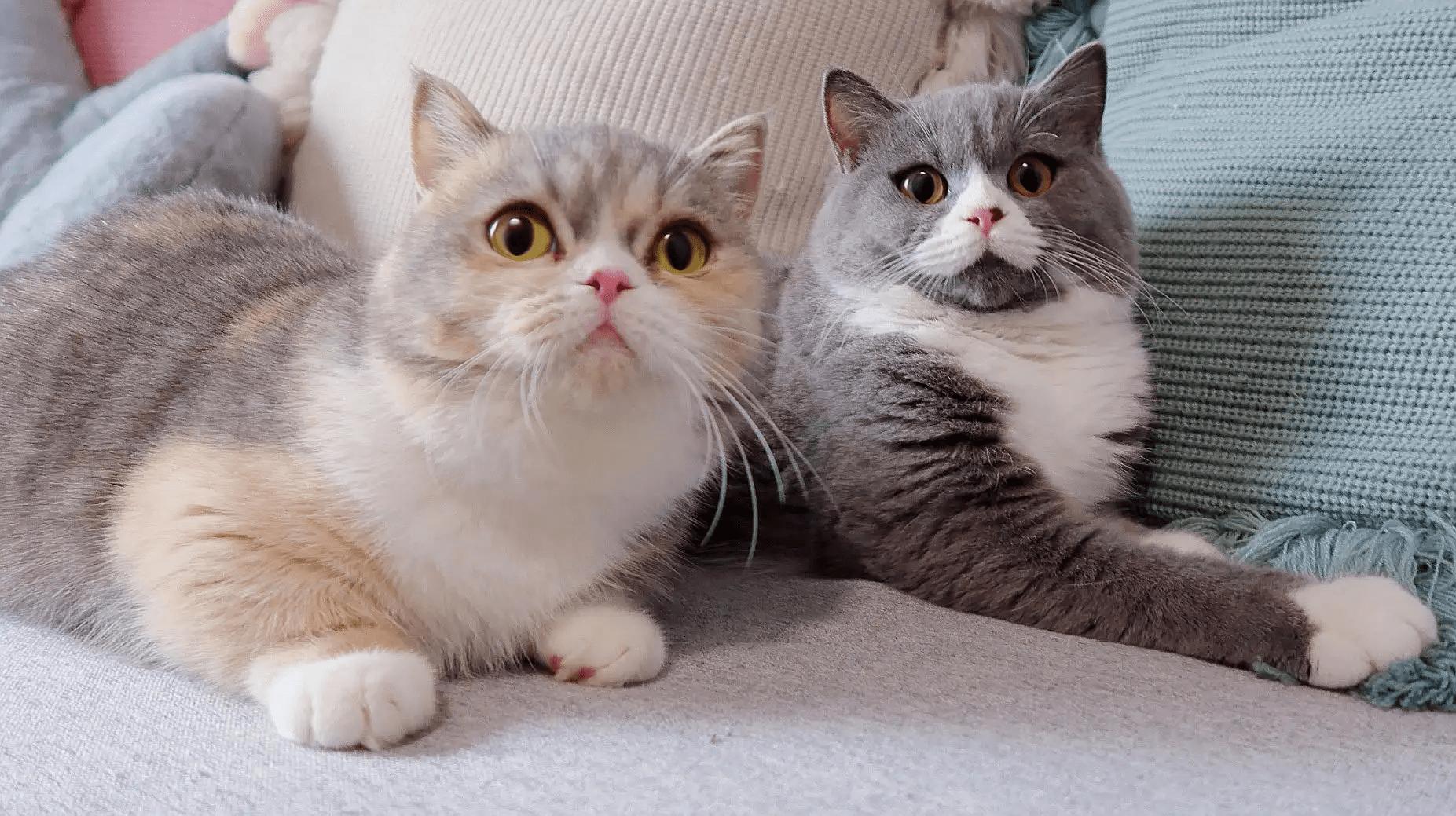 Learn a few tricks to cure disobedient cats and not be afraid of being