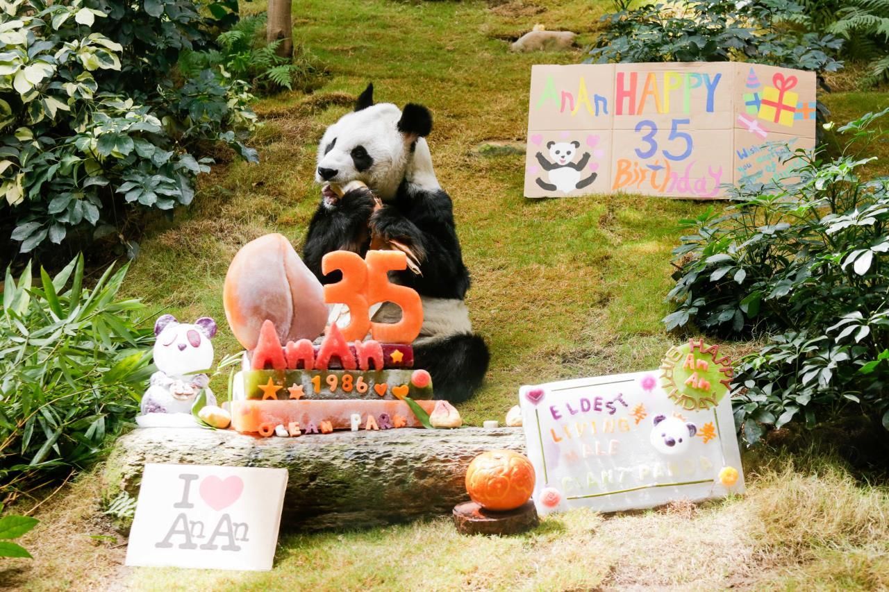 After 20 years in the United States, the giant panda "Yaya" returned to