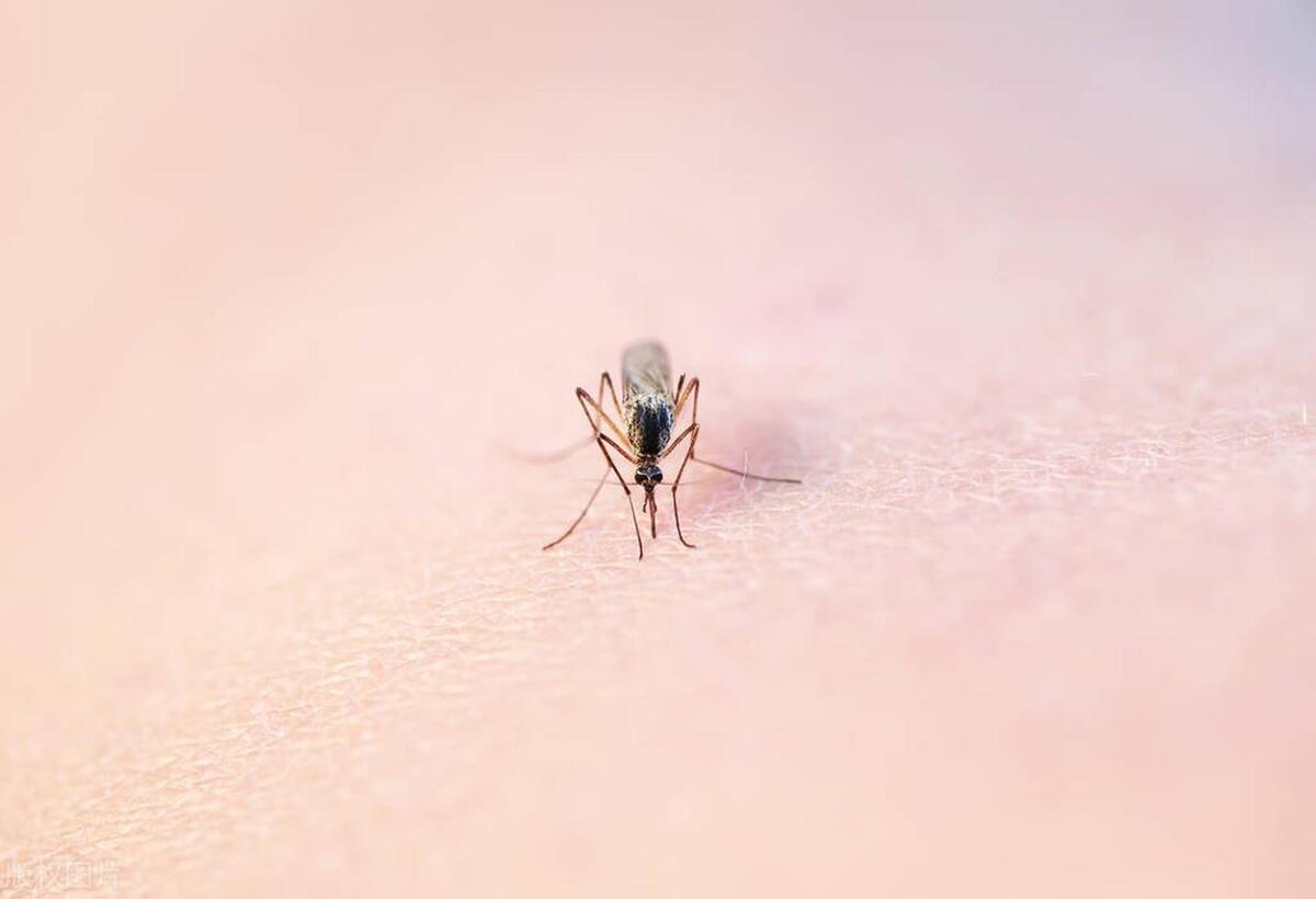 Why do mosquitoes come out when the lights are turned off, but