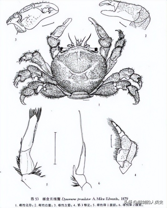 [Full series of animal kingdom] Sponge crab pie Sponge crab family