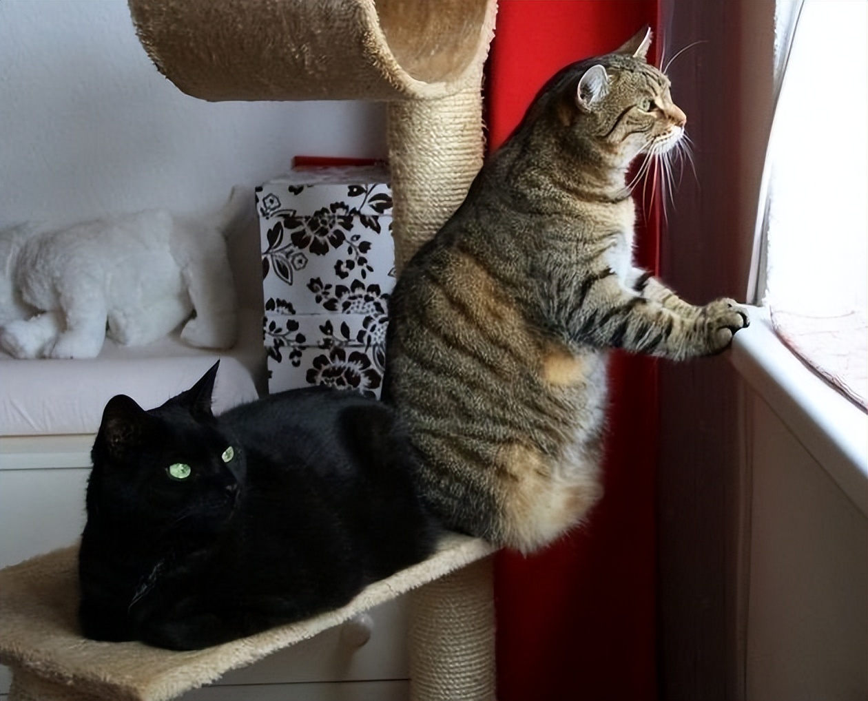 With the holidays approaching, how many days can cats stay at home? iNEWS