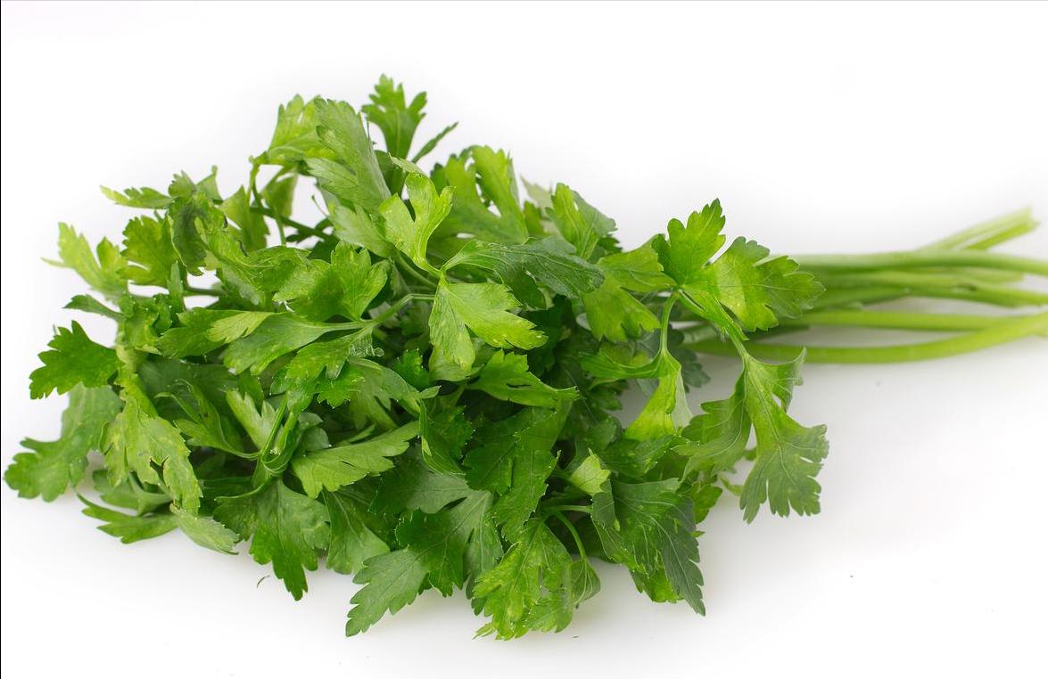 Did coriander symbolize something in ancient times? iNEWS
