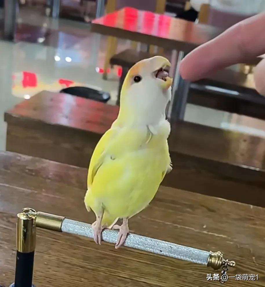 How to raise parrots with simplicity iNEWS