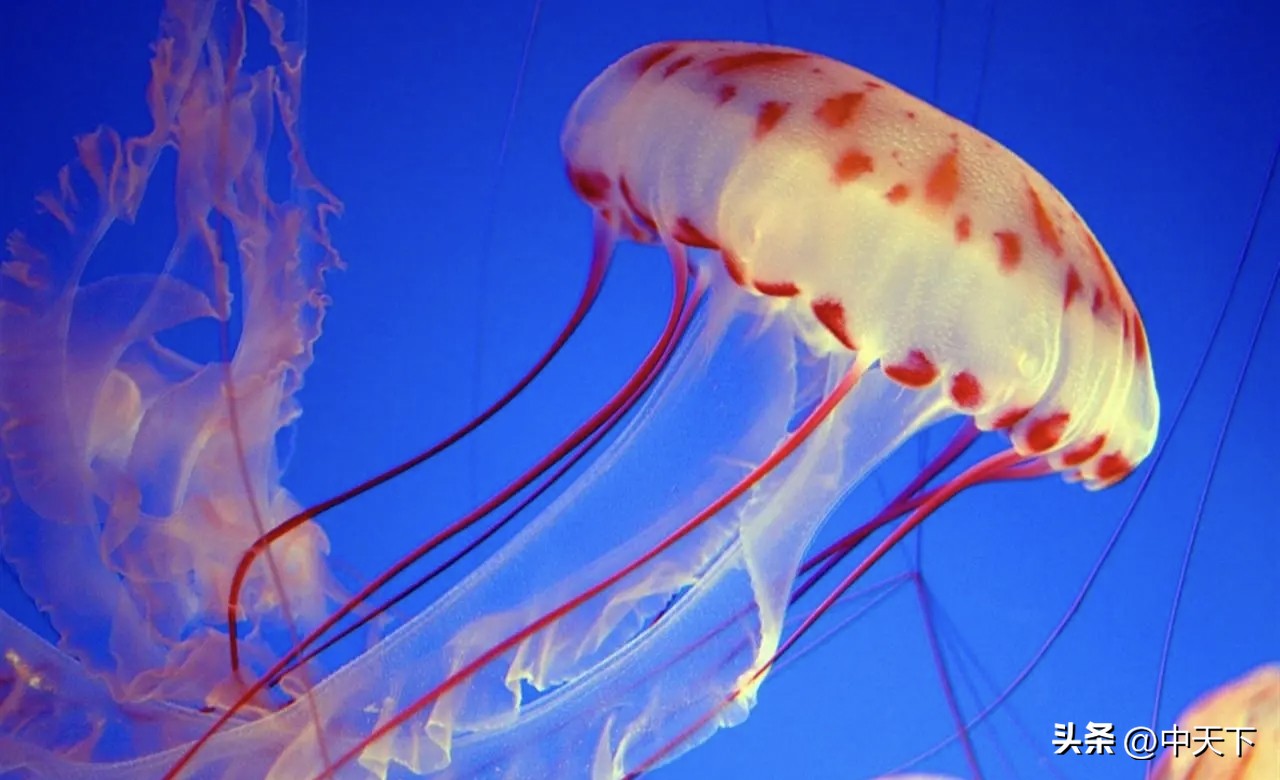 Do jellyfish have hearts?Yes or no?Do jellyfish have a heart? The