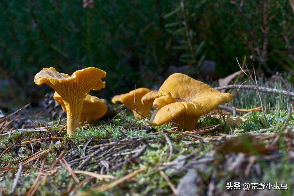 One of the four famous wild mushrooms, delicious chanterelles iNEWS