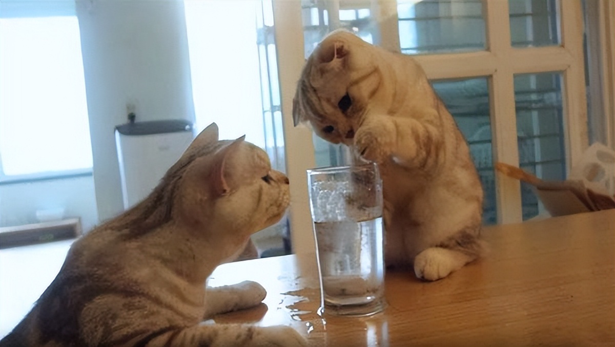 In daily life, why do cats like to drink water with their paws? iNEWS