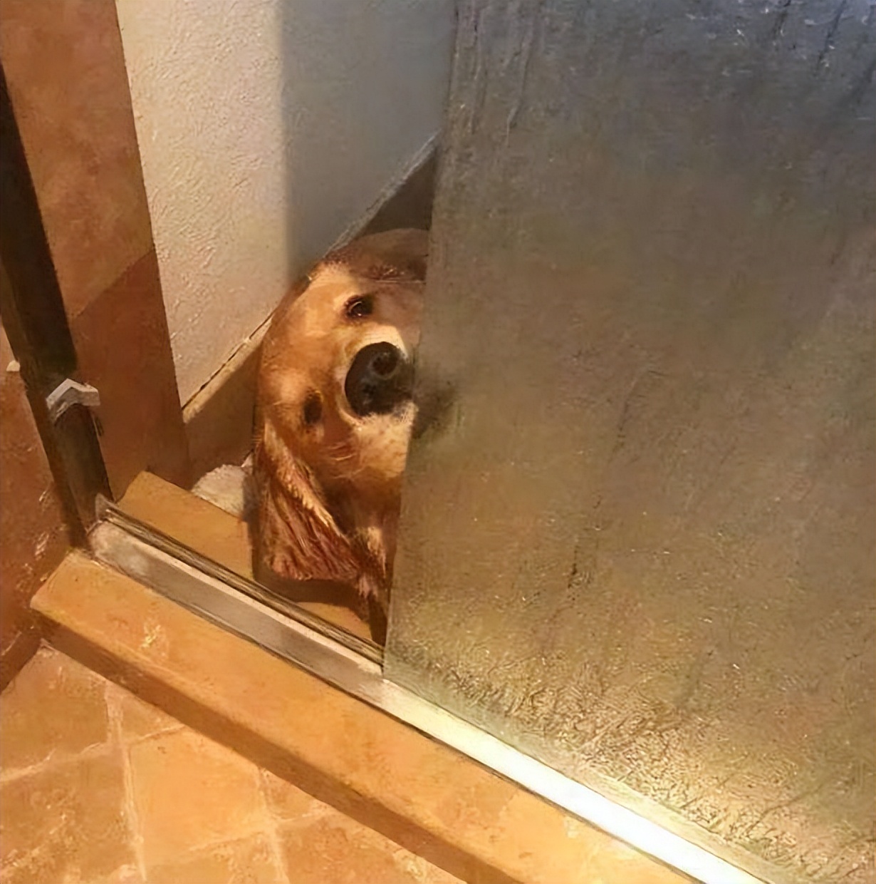 How much does your dog "love" you?How many of these 9 levels have you