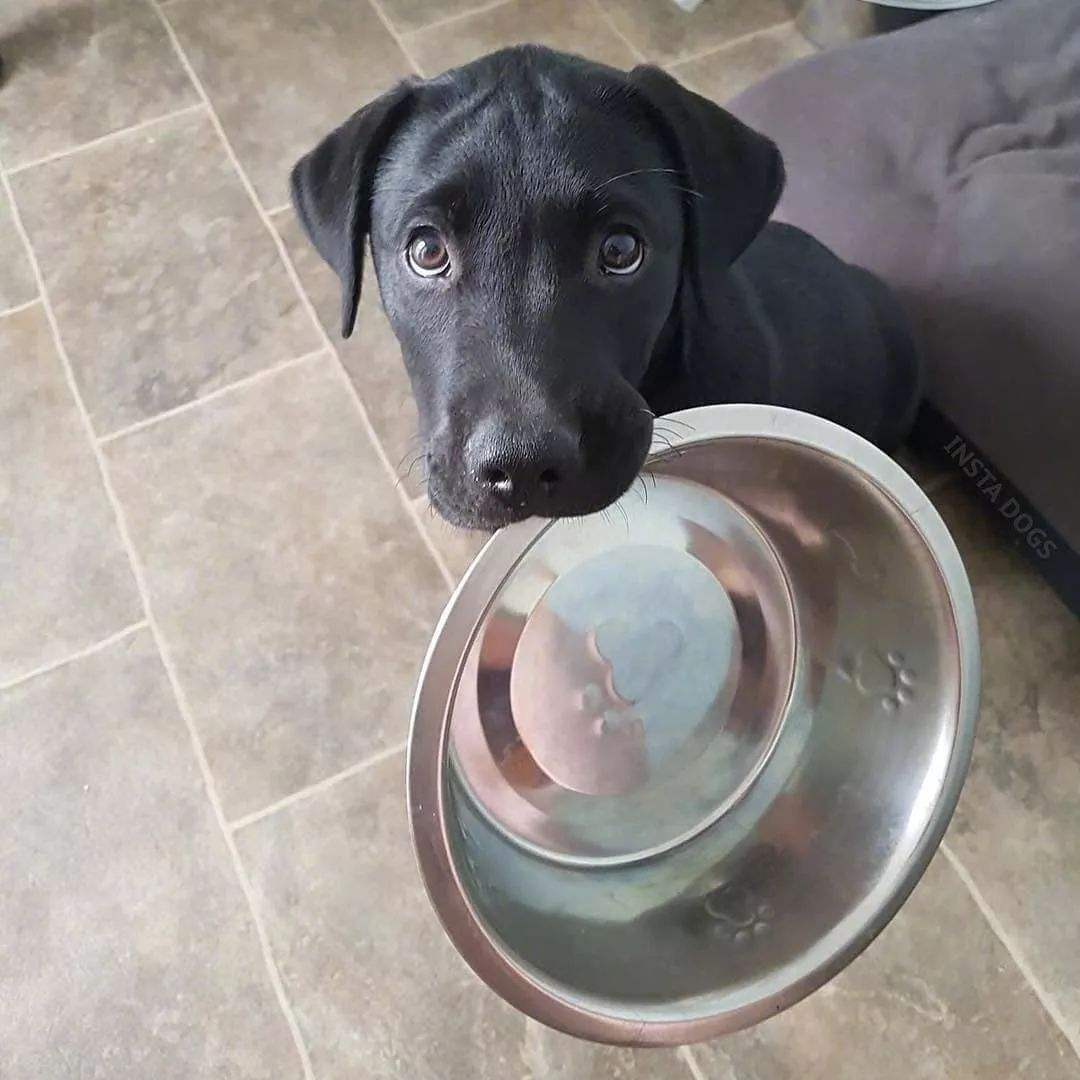 6 Reasons Why Dogs "Nip" You iNEWS