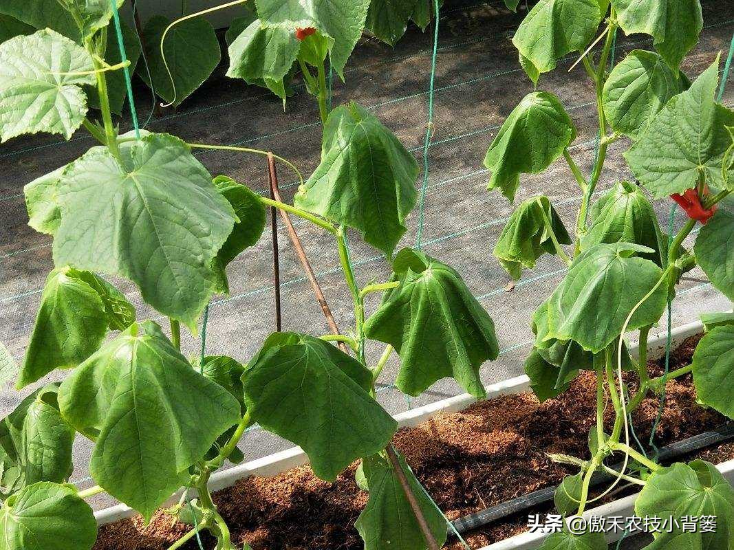 When vegetables and flowers wilt, why do the wilting heavier and