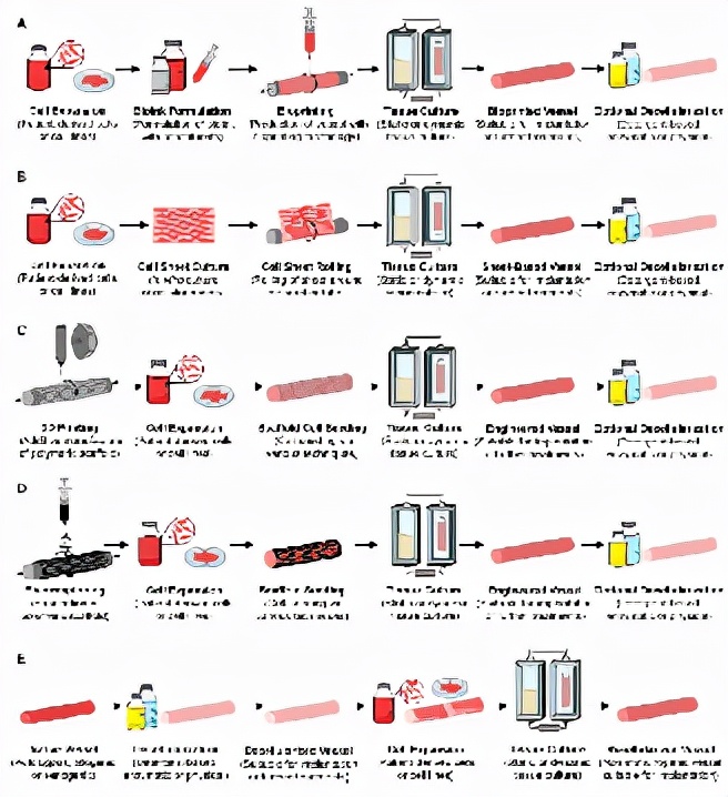 Biological preparation of small diameter tissue engineering vascular ...