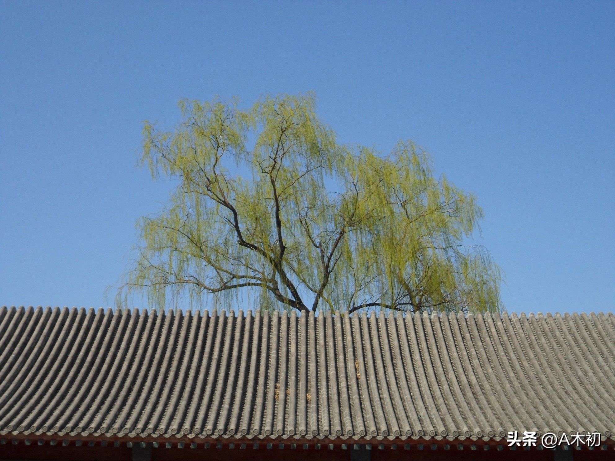 Appreciation in Tang Dynasty: Appreciation and Analysis of Two Poems by ...