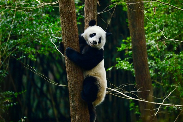 This is how wild giant pandas swim. They are free and happy, which ...