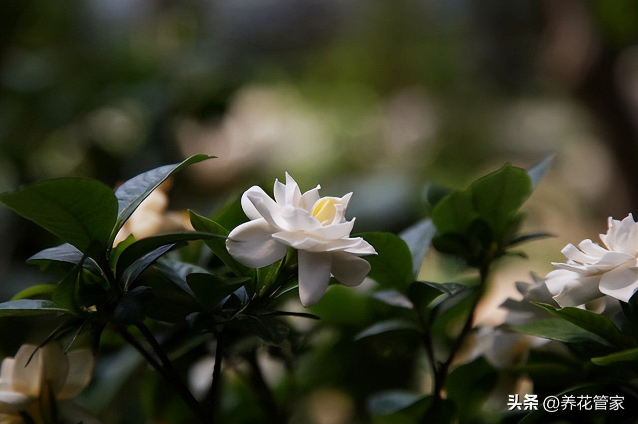Gardenias only grow leaves but don't bloom?Five Reasons and Solutions
