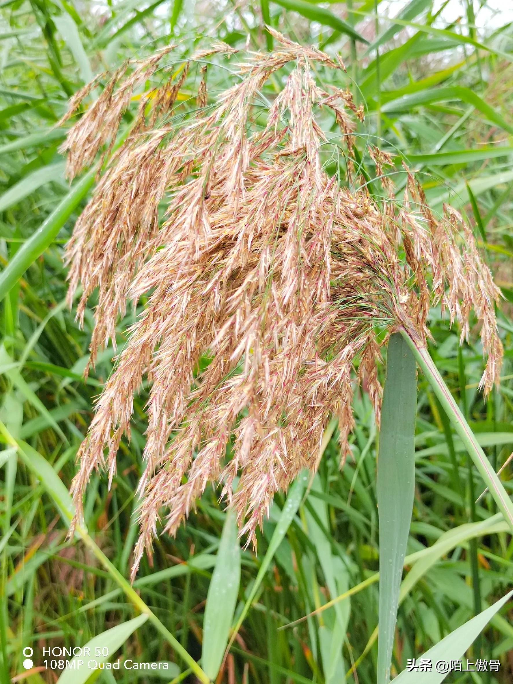 autumn reed field - iNEWS