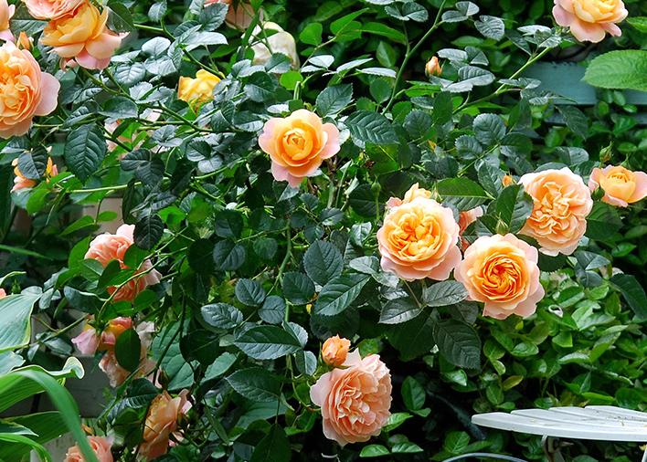 The last wave of roses this year, you must know these things after