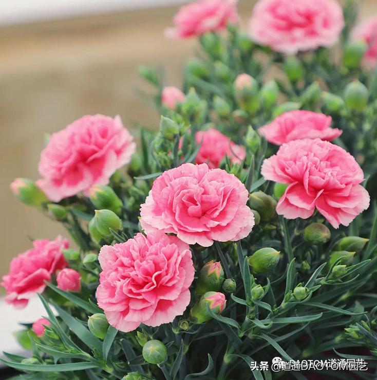 Carnations are actually very easy to maintain. It is no problem to ...