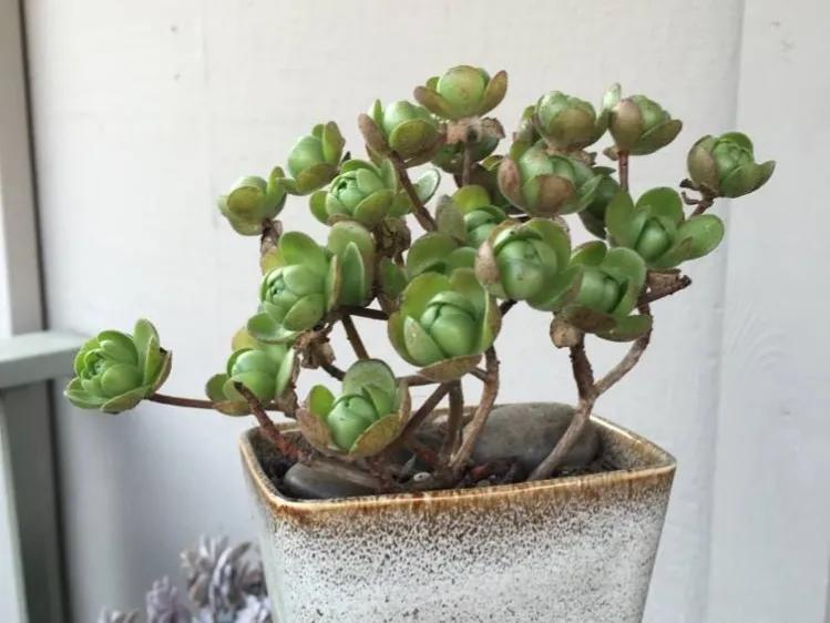Dormant Mini Roses Succulent football rose, known as the mini rose in the mage!Dormancy ...