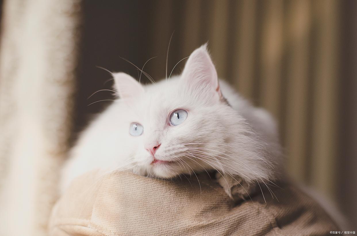 How many brains does a leech have? You must not guess? iMedia