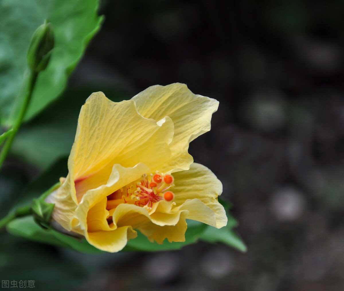 How to prevent buds from falling and falling leaves in autumn and