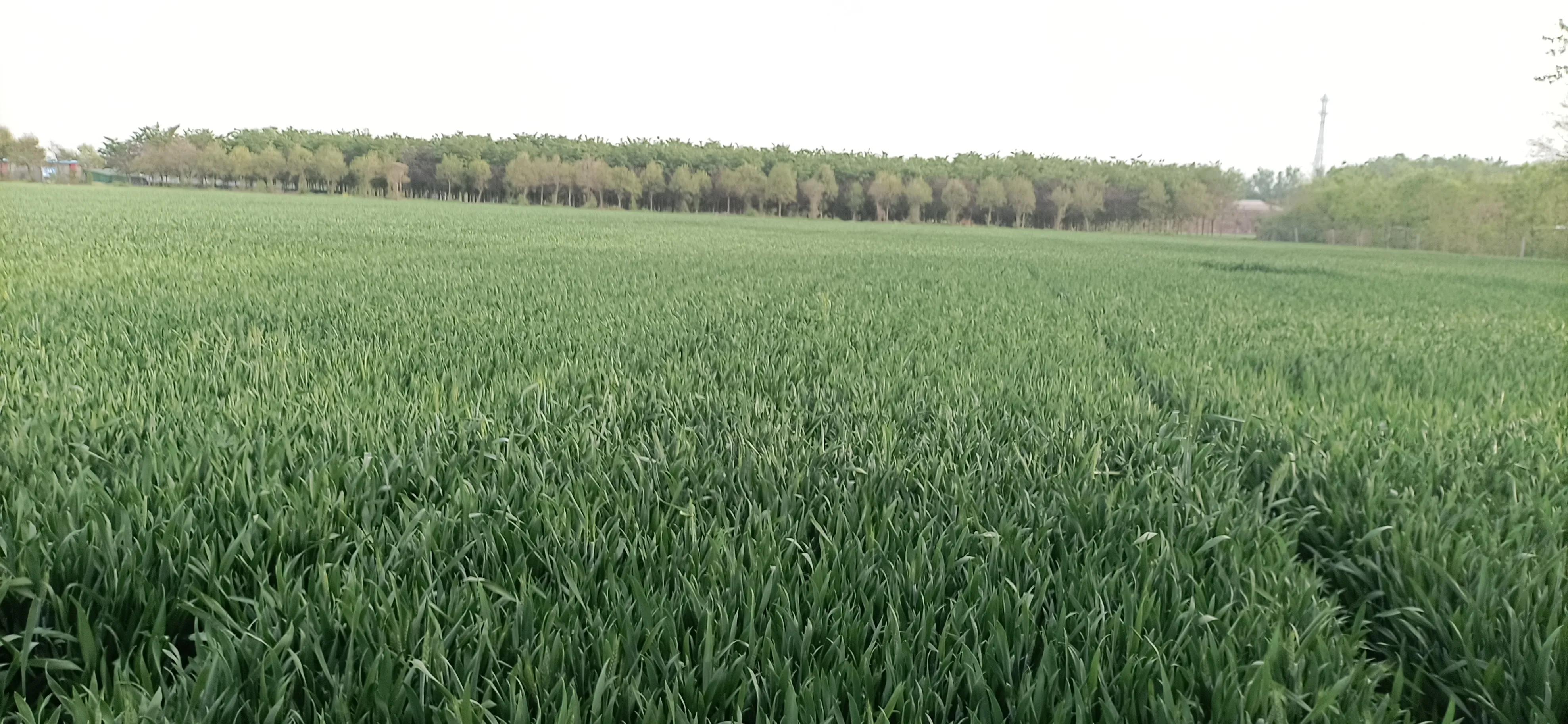 "Rain Collects Dust" (Chinese Rhyme) iMedia