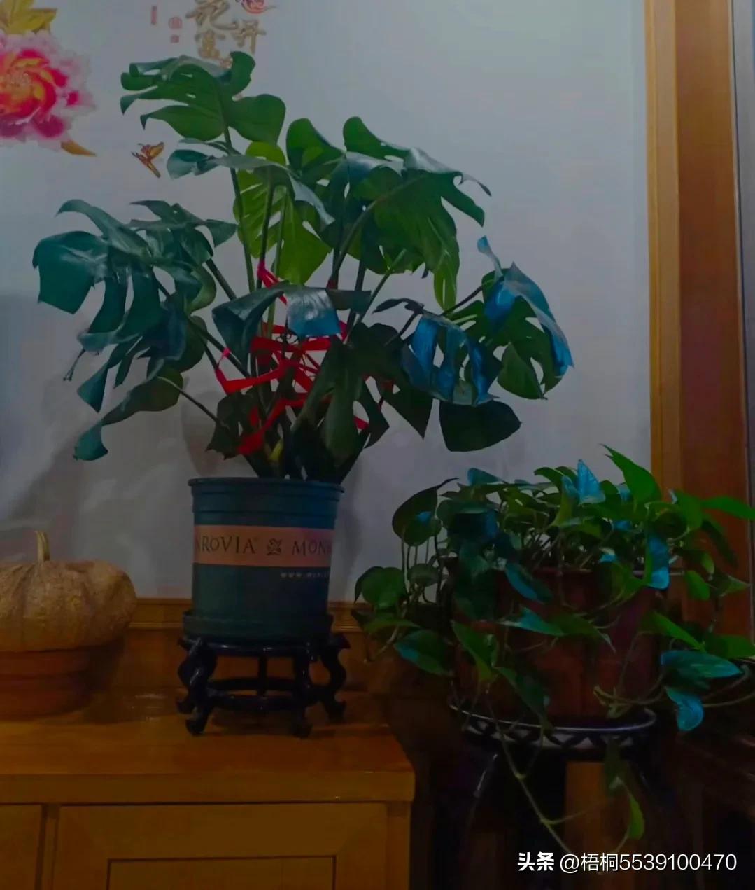 The scenery of flowers and plants on the balcony (1) - iMedia