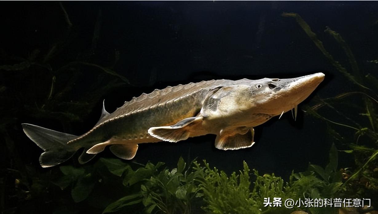 How does global warming affect coldwater sturgeon?Through the analysis