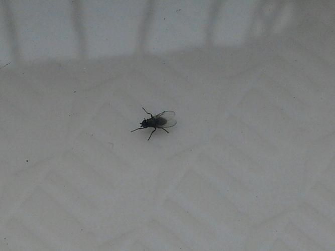 Why do bugs like to fly to places with light? iMedia