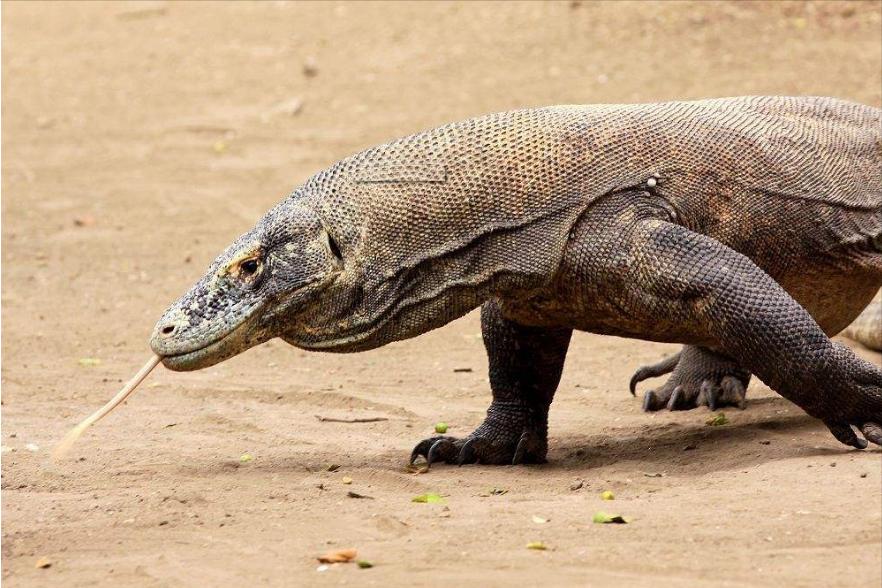 How scary are the Komodo dragons?If you are bitten by it, you will be ...