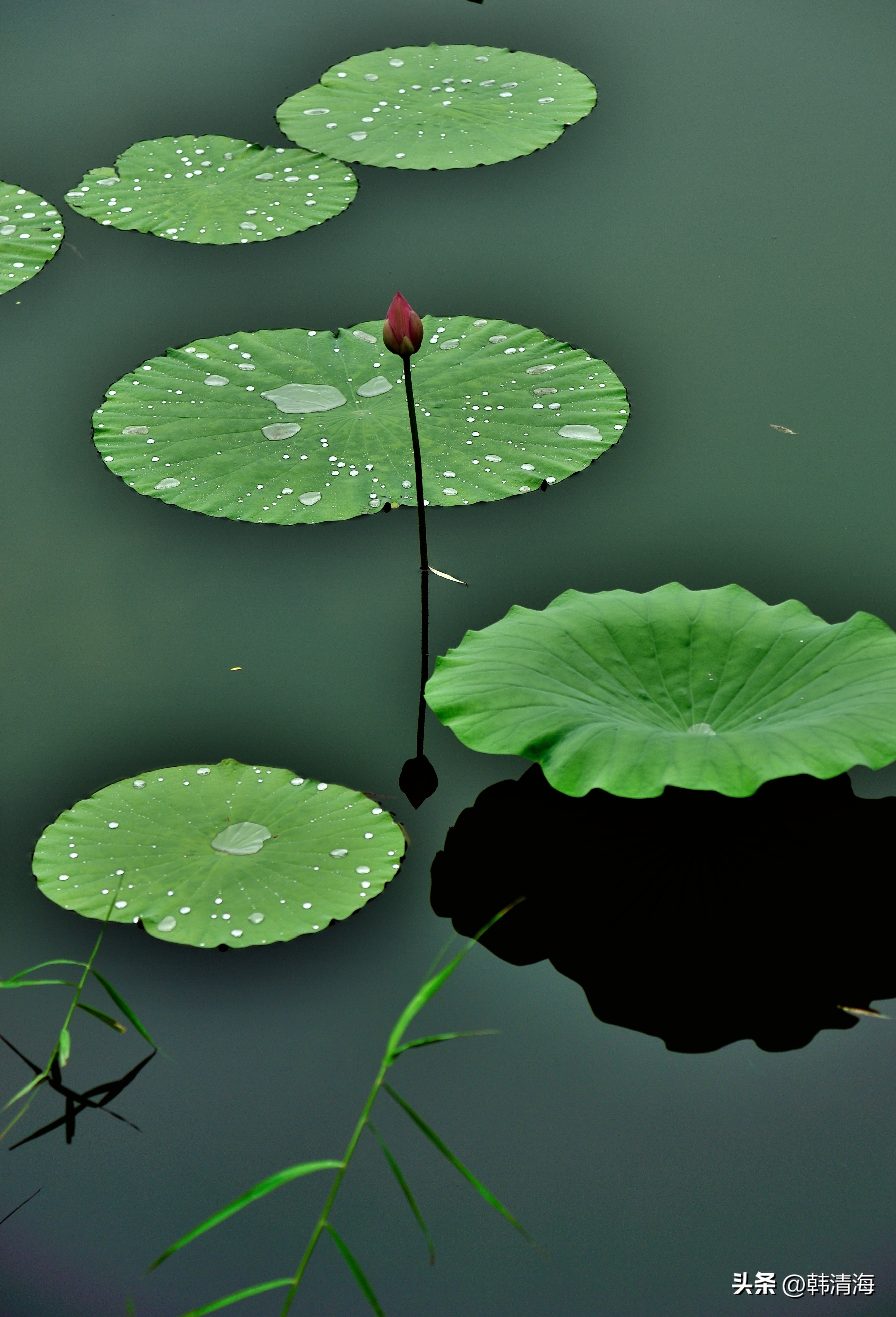 August 19, 2022 After the rain, the water drops make up the autumn ...