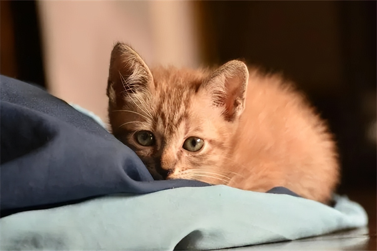 Is Pointe veterinary medicine effective? Why do cats lick their noses